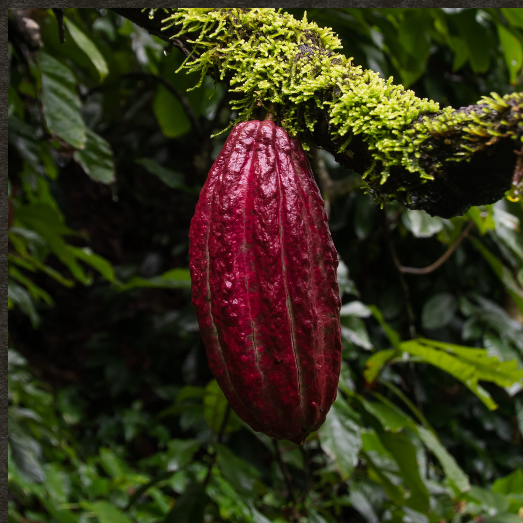 A guide to use Ceremonial cacao according to Mayan traditions