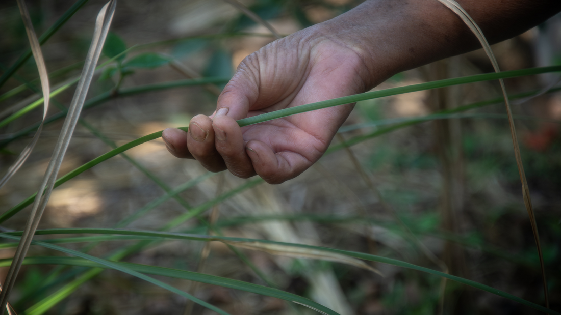 The Logic of Mayan Herbal Healing