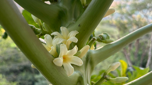 How can Mayan Wisdom bring healing and transformation into your life?