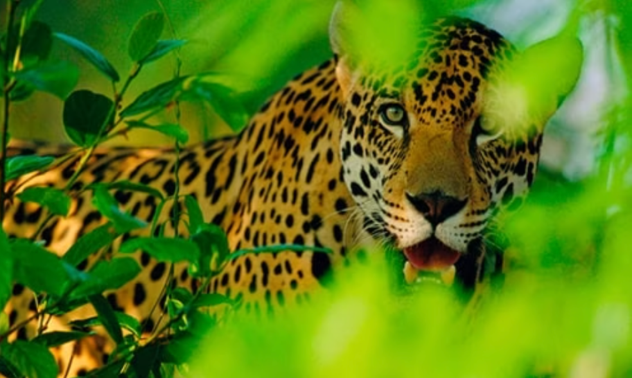 The Prophecy of the B’alameb’