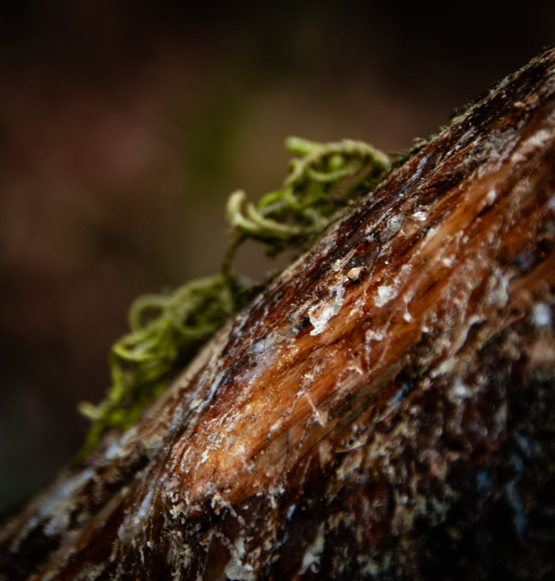 The importance of Copal for the Maya