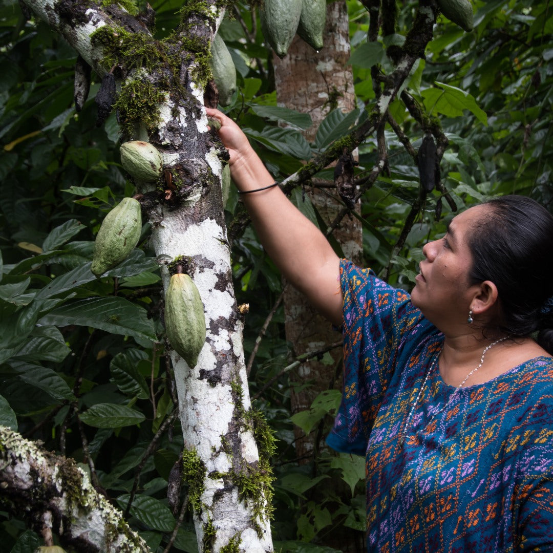 Cacao Tour in Guatemala with The Mayan Wisdom Project co-founders