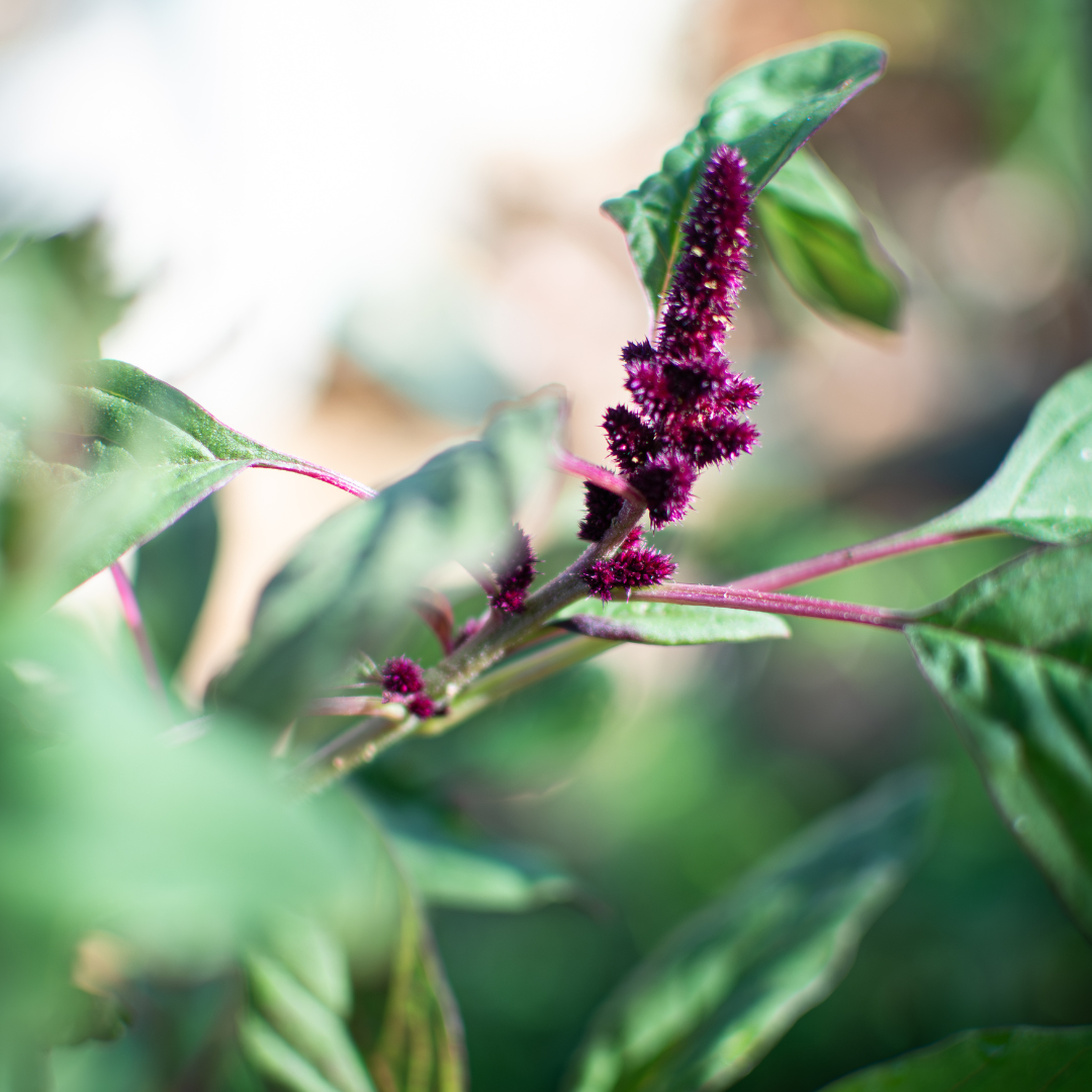 Popped Amaranth